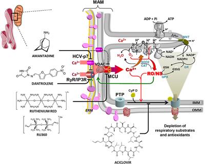 Targeting Endoplasmic Reticulum and/or Mitochondrial Ca2+ Fluxes as Therapeutic Strategy for HCV Infection